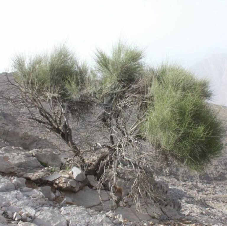 How to Propagate Prunus arabica