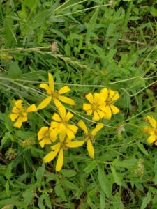 How to Propagate Engelmannia peristenia