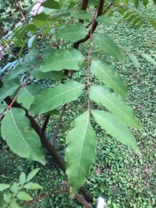 How to Propagate Choerospondias axillaris