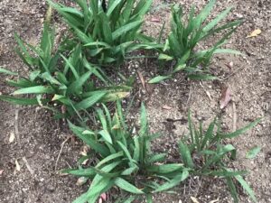 How to Propagate Babiana nervosa