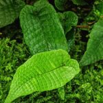 How to Propagate Thelypteris simplex