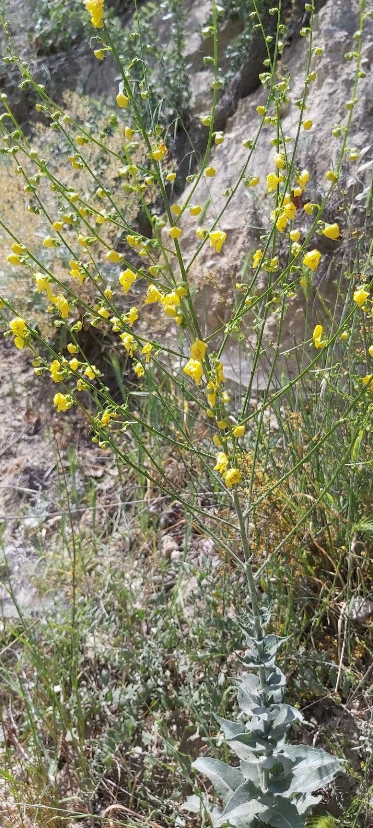 How to Propagate Verbascum pseudonobile