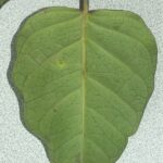 How to Propagate Parsonsia macrophylla