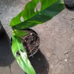 How to Propagate Rhaphidophora versteegii