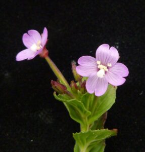 How to Propagate Epilobium chitralense