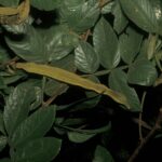 How to Propagate Inga ingoides