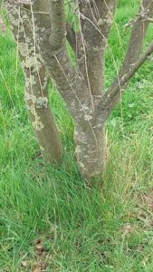 How to Propagate Laburnum × watereri