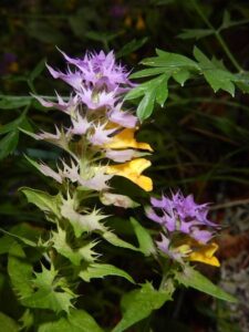 How to Propagate Melampyrum catalaunicum