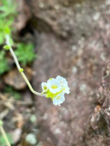 How to Propagate Draba magellanica