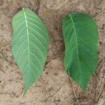 How to Propagate Holarrhena pubescens