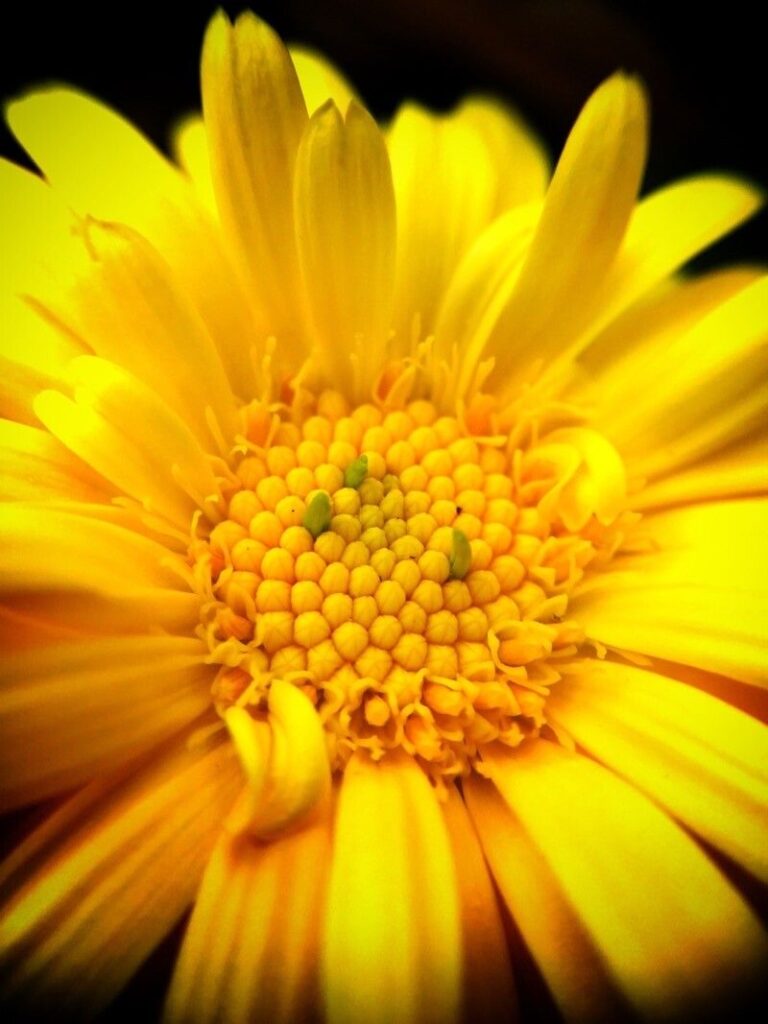 How to Propagate Erigeron aureus