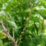 How to Propagate Acalypha emirnensis