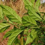 How to Propagate Thomandersia congolana