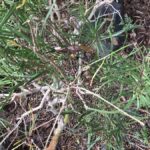 How to Propagate Sinapidendron angustifolium