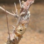 How to Propagate Commiphora virgata