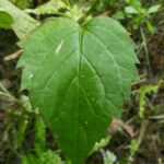 How to Propagate Eurybia macrophylla
