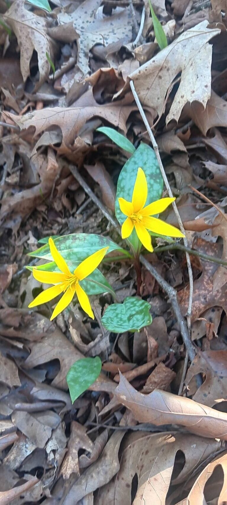 How to Propagate Erythronium rostratum