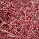 How to Propagate Corispermum tylocarpum