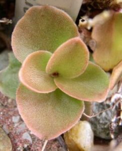 How to Propagate Phedimus obtusifolius