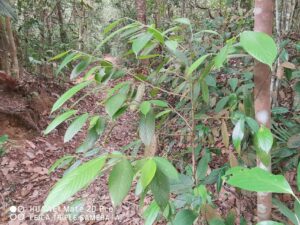 How to Propagate Gironniera nervosa