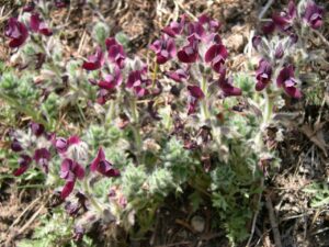 How to Propagate Thermopsis barbata