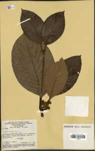 How to Propagate Duroia velutina
