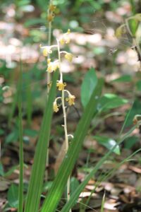 How to Propagate Bletia spicata