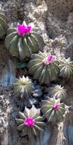 How to Propagate Aztekium hintonii
