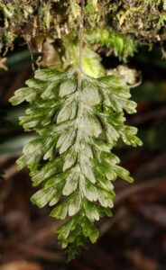 How to Propagate Hymenophyllum humboldtianum