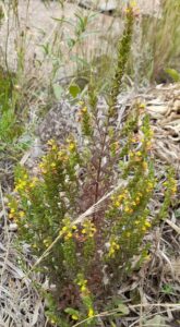 How to Propagate Neobartsia elongata