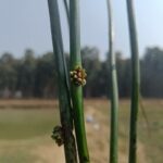 How to Propagate Schoenoplectus triqueter