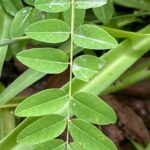 How to Propagate Sophora flavescens