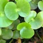 How to Propagate Regnellidium diphyllum
