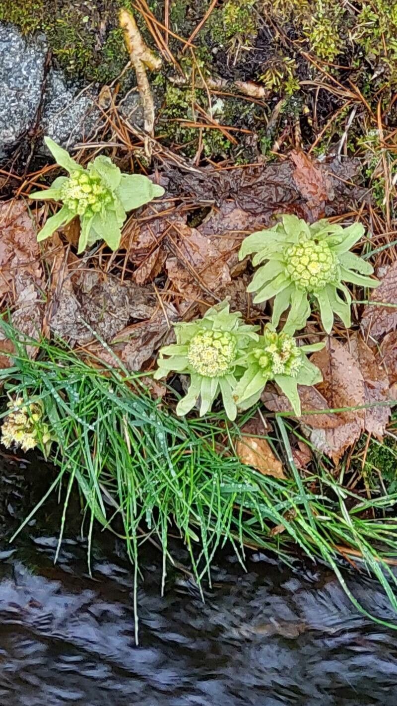 How to Propagate Petasites japonicus - Propagate One
