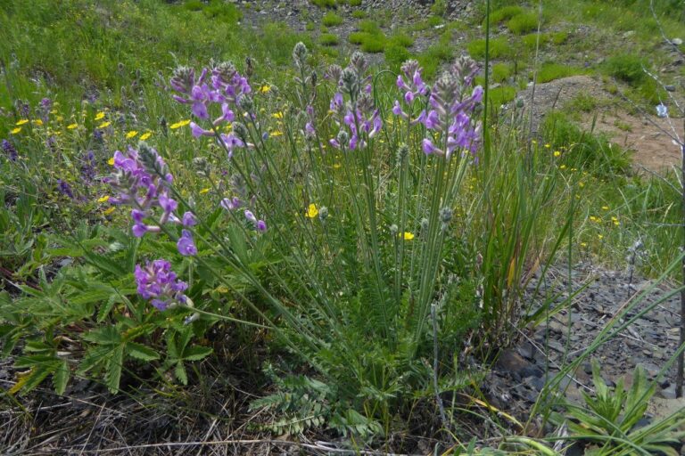 How to Propagate Oxytropis songorica