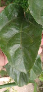 How to Propagate Causonis japonica