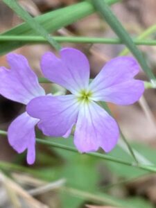 How to Propagate Ricotia cretica