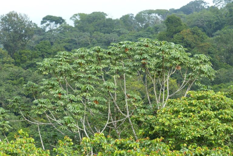 How to Propagate Cecropia peltata