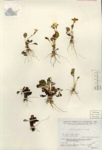How to Propagate Primula caveana