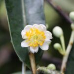 How to Propagate Calophyllum caledonicum