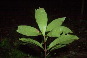 How to Propagate Aniba citrifolia