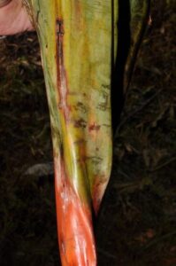 How to Propagate Pandanus taluucensis