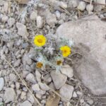 How to Propagate Thymophylla micropoides