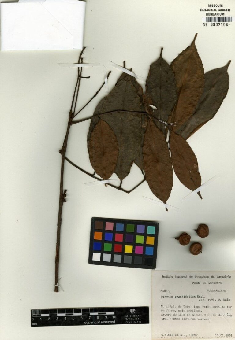 How to Propagate Protium grandifolium