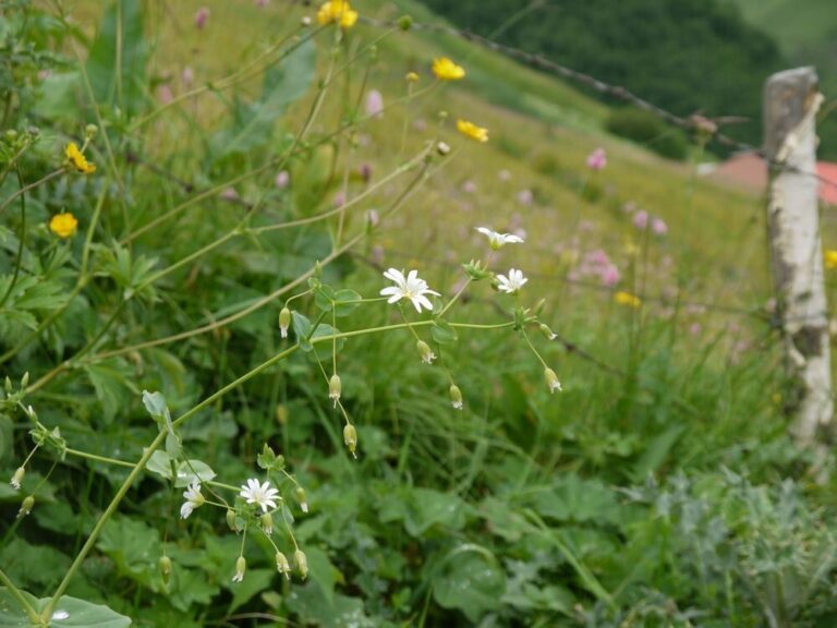 How to Propagate Cerastium davuricum