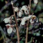 How to Propagate Pyrola norvegica