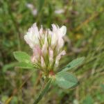 How to Propagate Trifolium dalmaticum