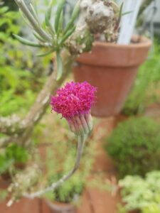 How to Propagate Kleinia leptophylla
