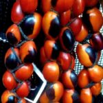 How to Propagate Ormosia monosperma