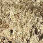 How to Propagate Phlomis crinita
